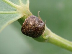 Megacopta punctatissima