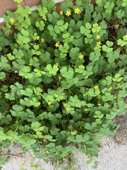Oxalis corniculata