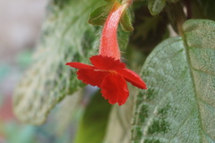 Episcia cupreata