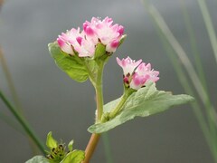 Persicaria thunbergii