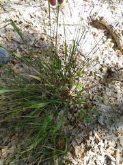 Chasmanthium sessiliflorum