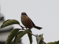 Lanius bucephalus