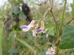 Amphicarpaea edgeworthii
