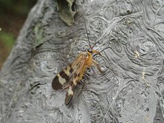 Panorpa japonica