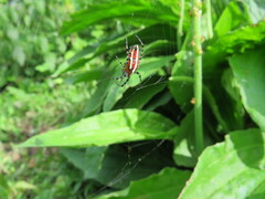 Alpaida grayi