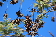 Cedrela fissilis