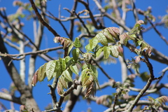 Cedrela fissilis