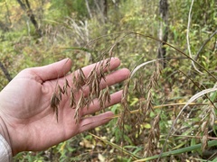 Bromus latiglumis