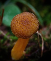 Hygrocybe caespitosa