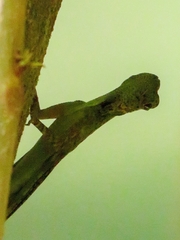 Draco
