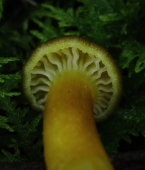 Hygrocybe caespitosa