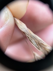 Bromus latiglumis