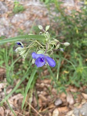 Tradescantia ohiensis