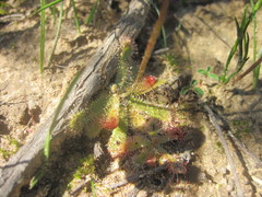 Drosera pauciflora