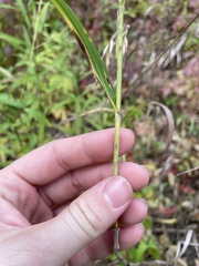Bromus latiglumis