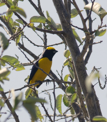 Euphonia trinitatis