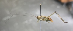 Conocephalus brevipennis