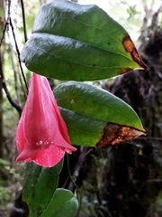 Lapageria rosea