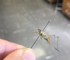 Conocephalus brevipennis