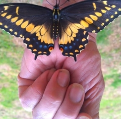 Papilio polyxenes americus