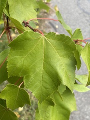 Acer rubrum