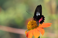 Parides neophilus