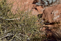 Ephedra viridis