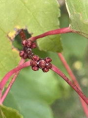 Acer rubrum