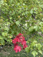 Acer rubrum