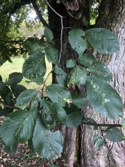 Ulmus minor minor