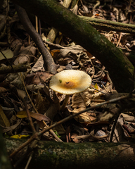 Lepiota