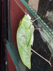 Phylloptera