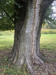 Ulmus minor minor