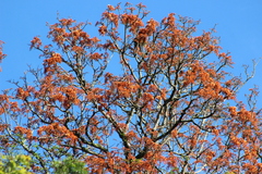 Erythrina
