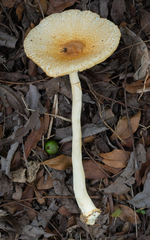 Lepiota