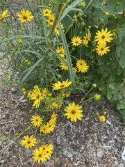 Helianthus angustifolius