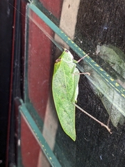 Phylloptera