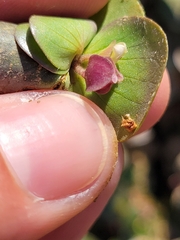 Bacopa rotundifolia