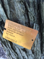 Ulmus minor minor
