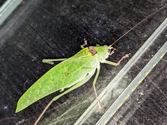 Phylloptera