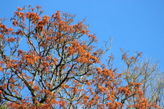 Erythrina