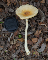 Lepiota