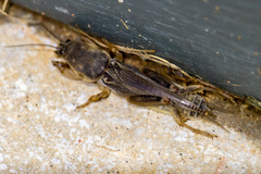 Neoscapteriscus borellii