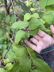 Rhodotypos scandens