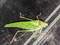 Phylloptera