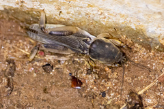Neoscapteriscus borellii
