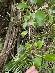 Clematis cunninghamii