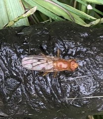 Sciomyzoidea
