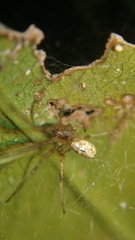 Tylorida
