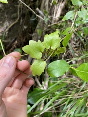 Clematis cunninghamii